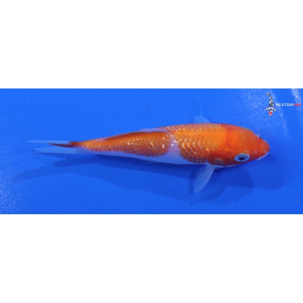 4” Imported Kohaku