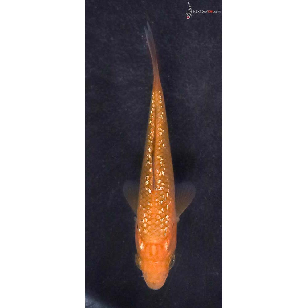 3” Imported Gin Rin Chagoi