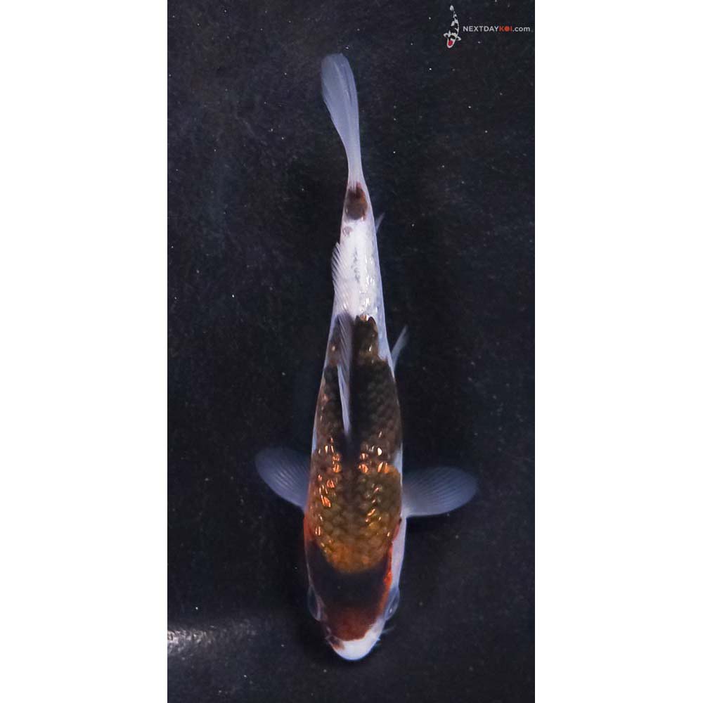 3.5” Imported Gin Rin Goromo