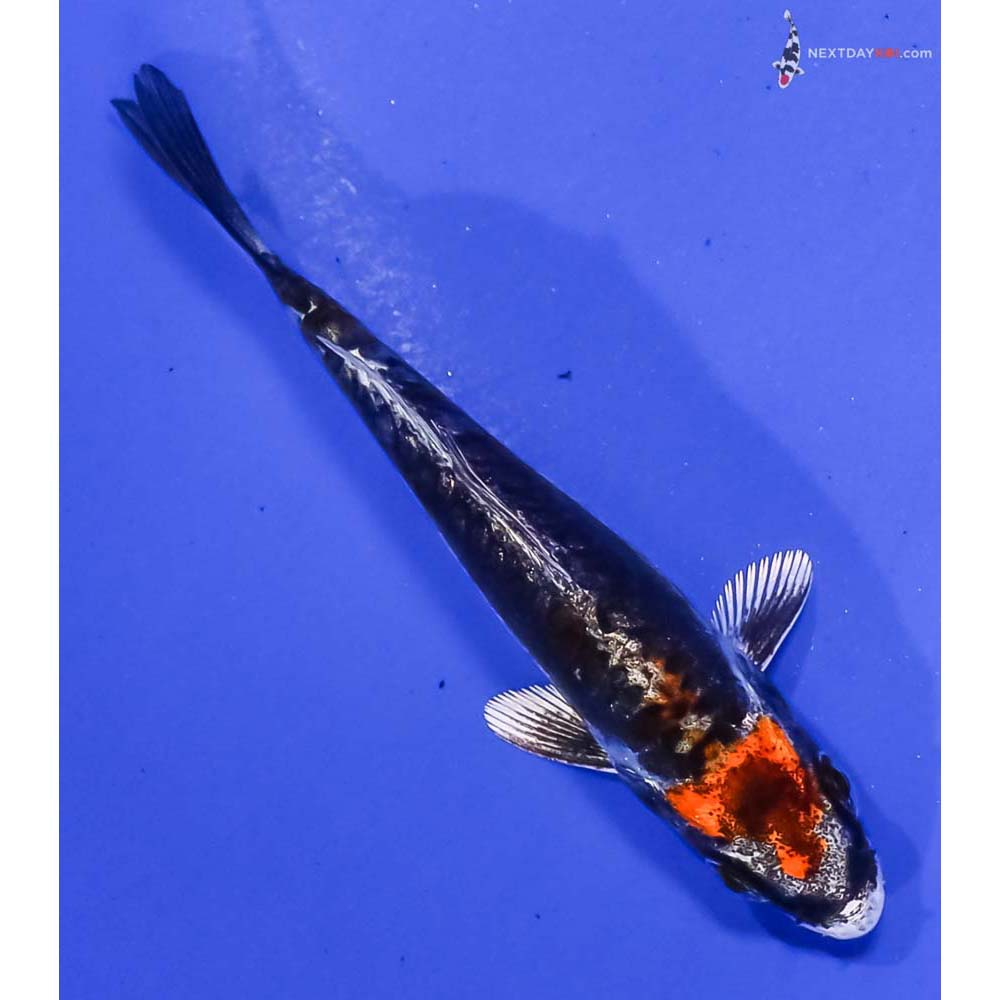 3.5” Imported Kin Kikokuryu