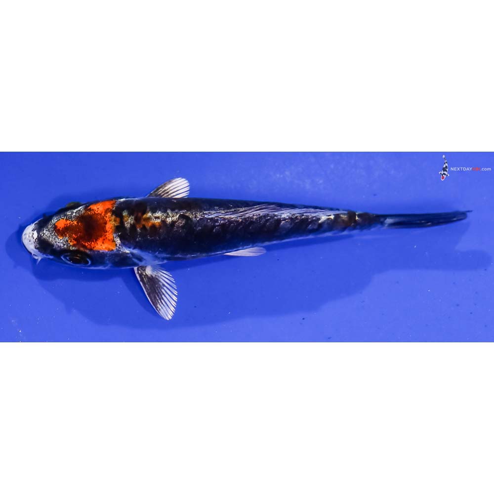 3.5” Imported Kin Kikokuryu