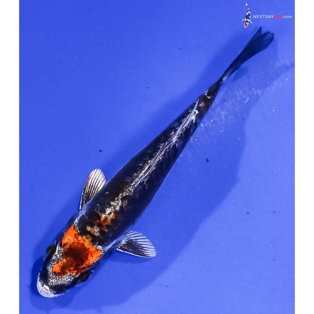 3.5” Imported Kin Kikokuryu