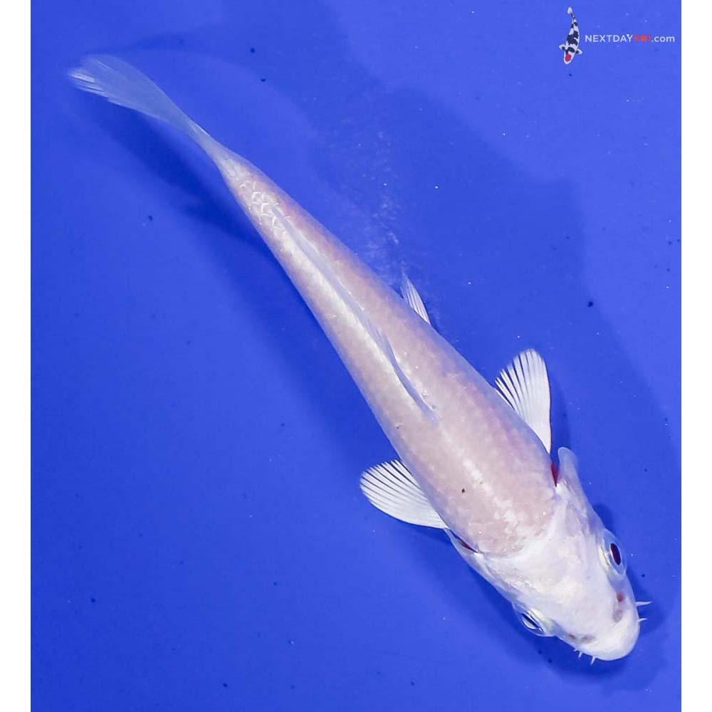 3.5” Imported Platinum Ogon