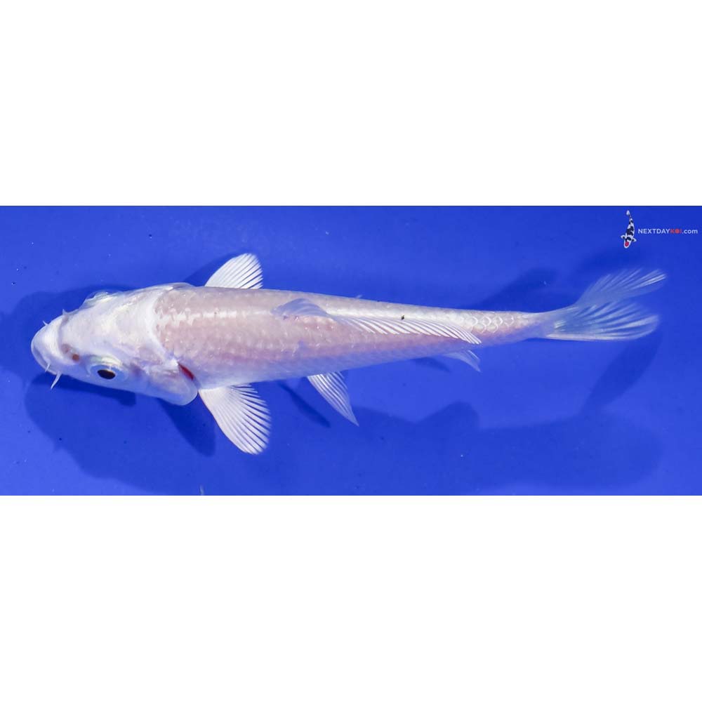 3.5” Imported Platinum Ogon