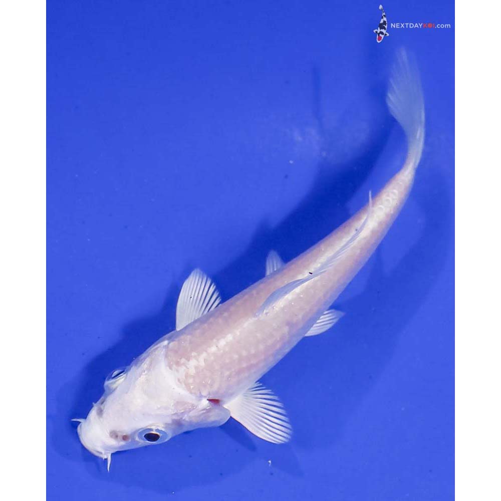 3.5” Imported Platinum Ogon