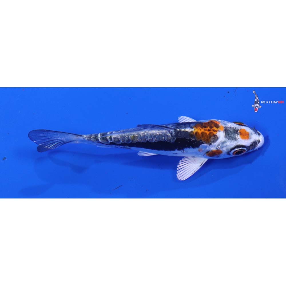 3” Imported Kin Kikokuryu