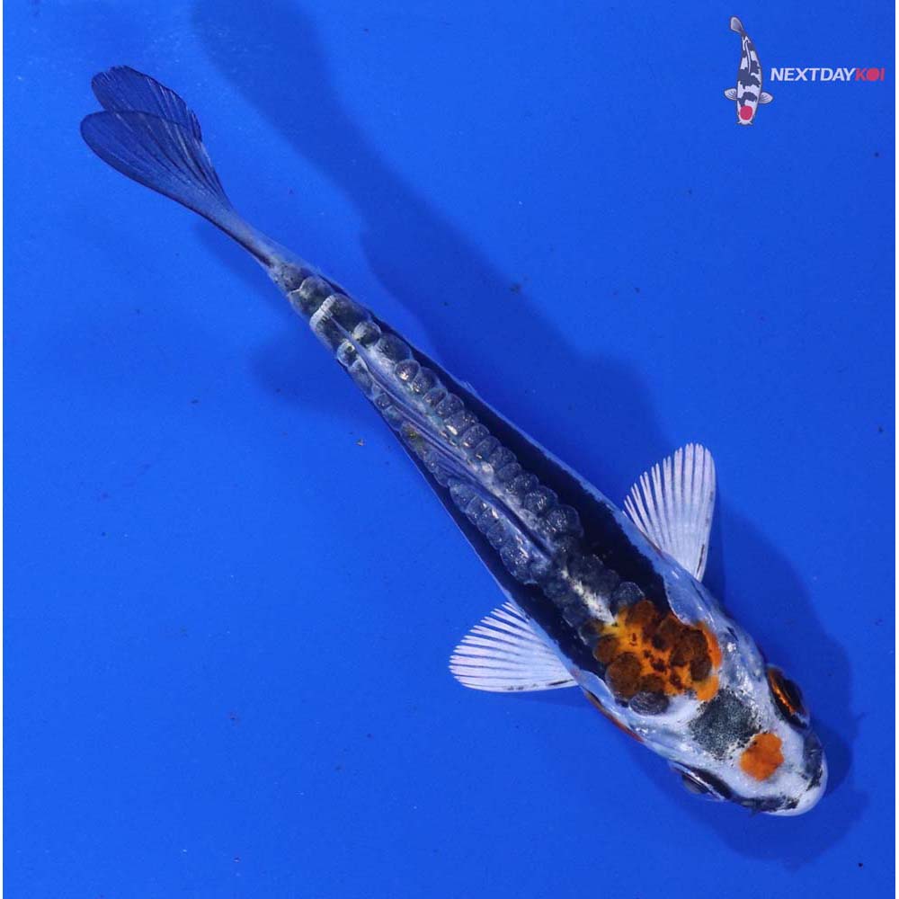 3” Imported Kin Kikokuryu