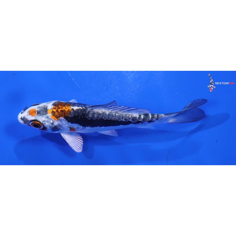 3” Imported Kin Kikokuryu