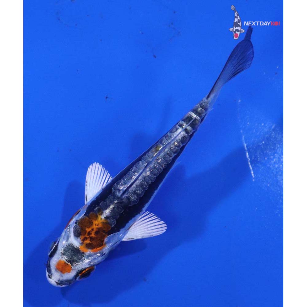 3” Imported Kin Kikokuryu