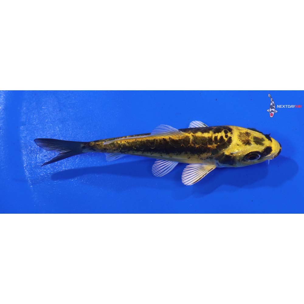 3.5” Imported Kin Kikokuryu