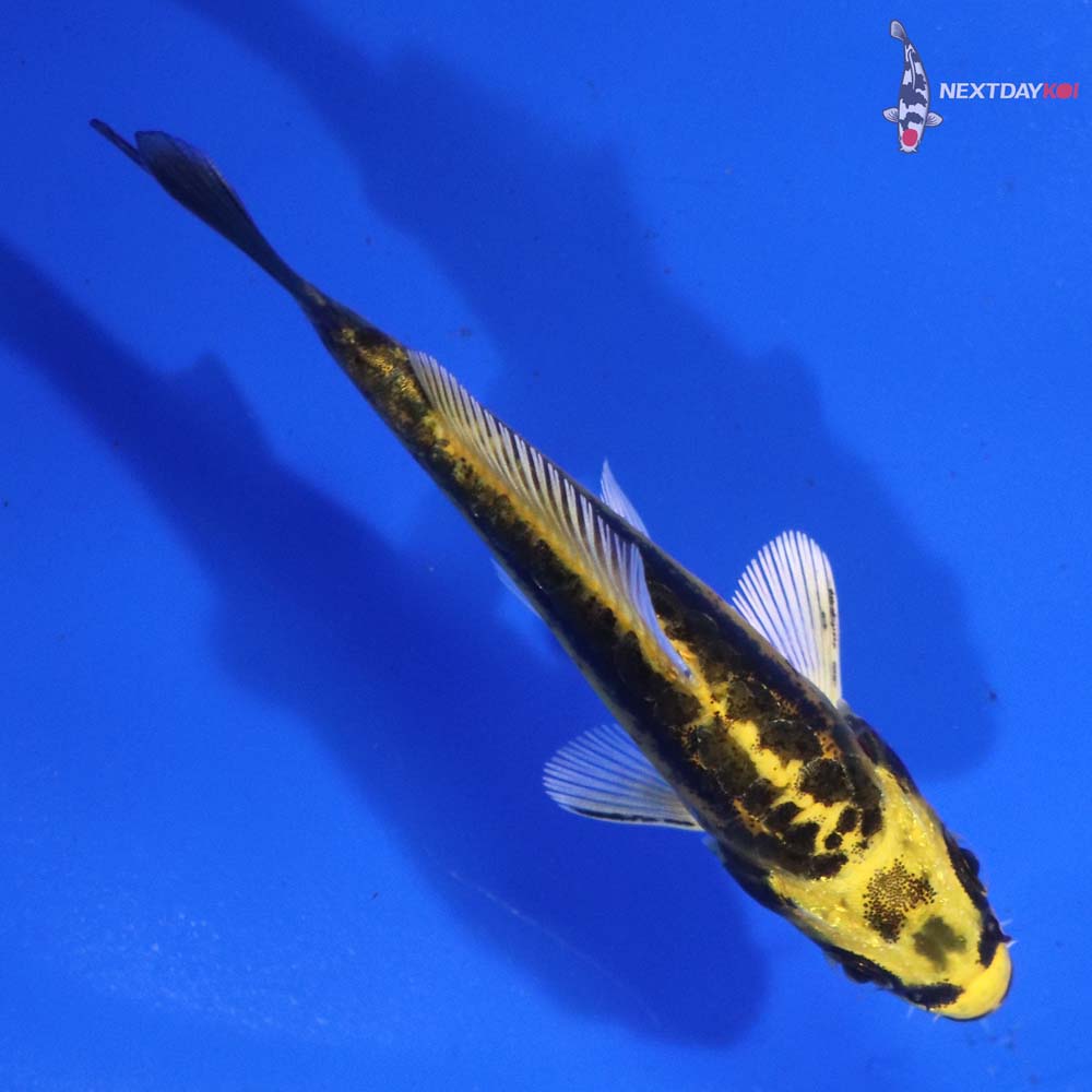 3.5” Imported Kin Kikokuryu
