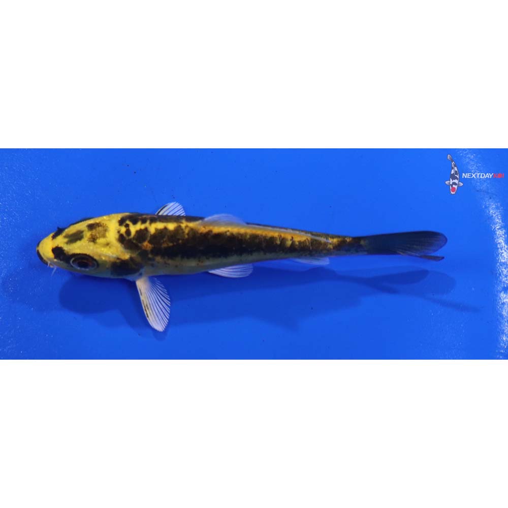 3.5” Imported Kin Kikokuryu
