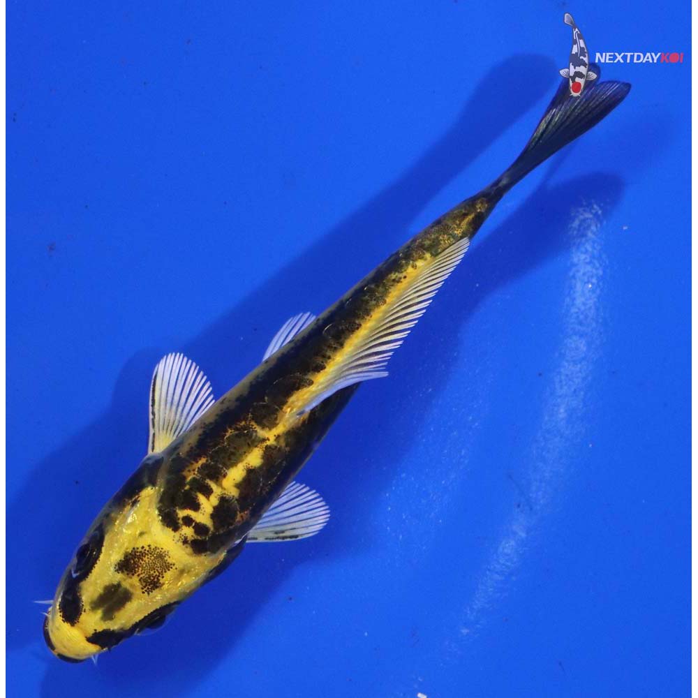 3.5” Imported Kin Kikokuryu