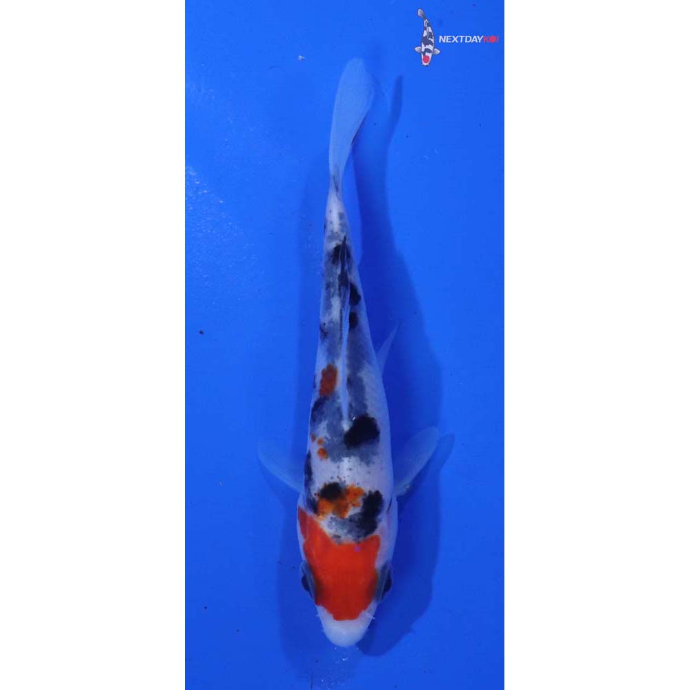 3.5” Imported Sanke