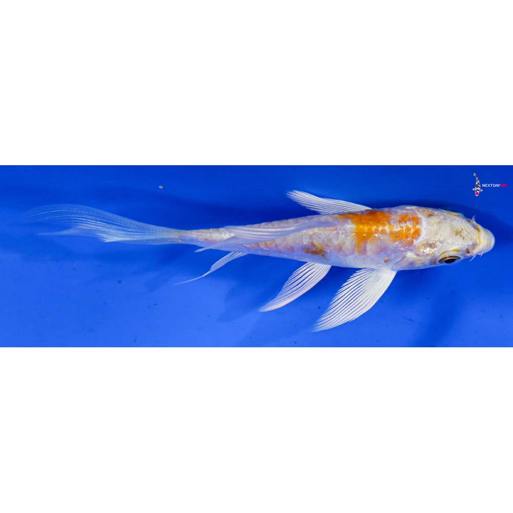3.5” Imported Doitsu Lemon Hariwake Butterfly Koi