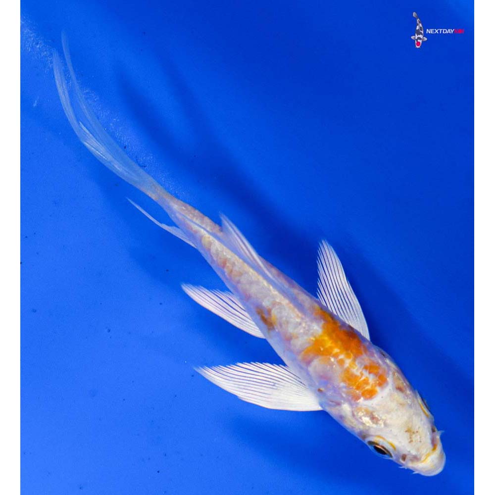 3.5” Imported Doitsu Lemon Hariwake Butterfly Koi
