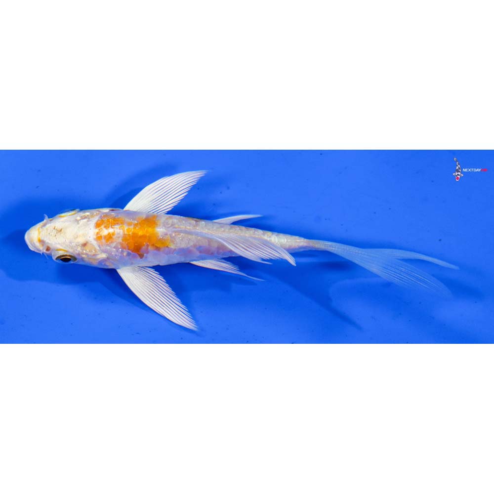 3.5” Imported Doitsu Lemon Hariwake Butterfly Koi