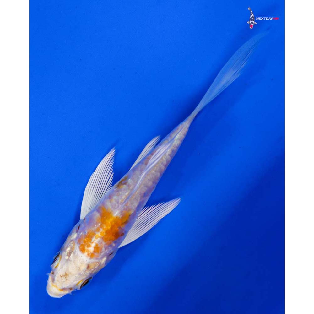 3.5” Imported Doitsu Lemon Hariwake Butterfly Koi