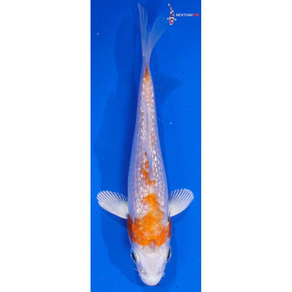 3.5” Imported Gin Rin Hariwake