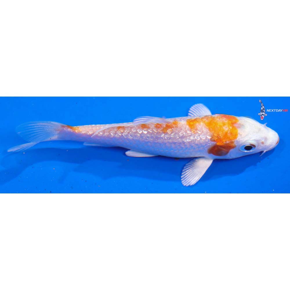 3.5” Imported Gin Rin Hariwake