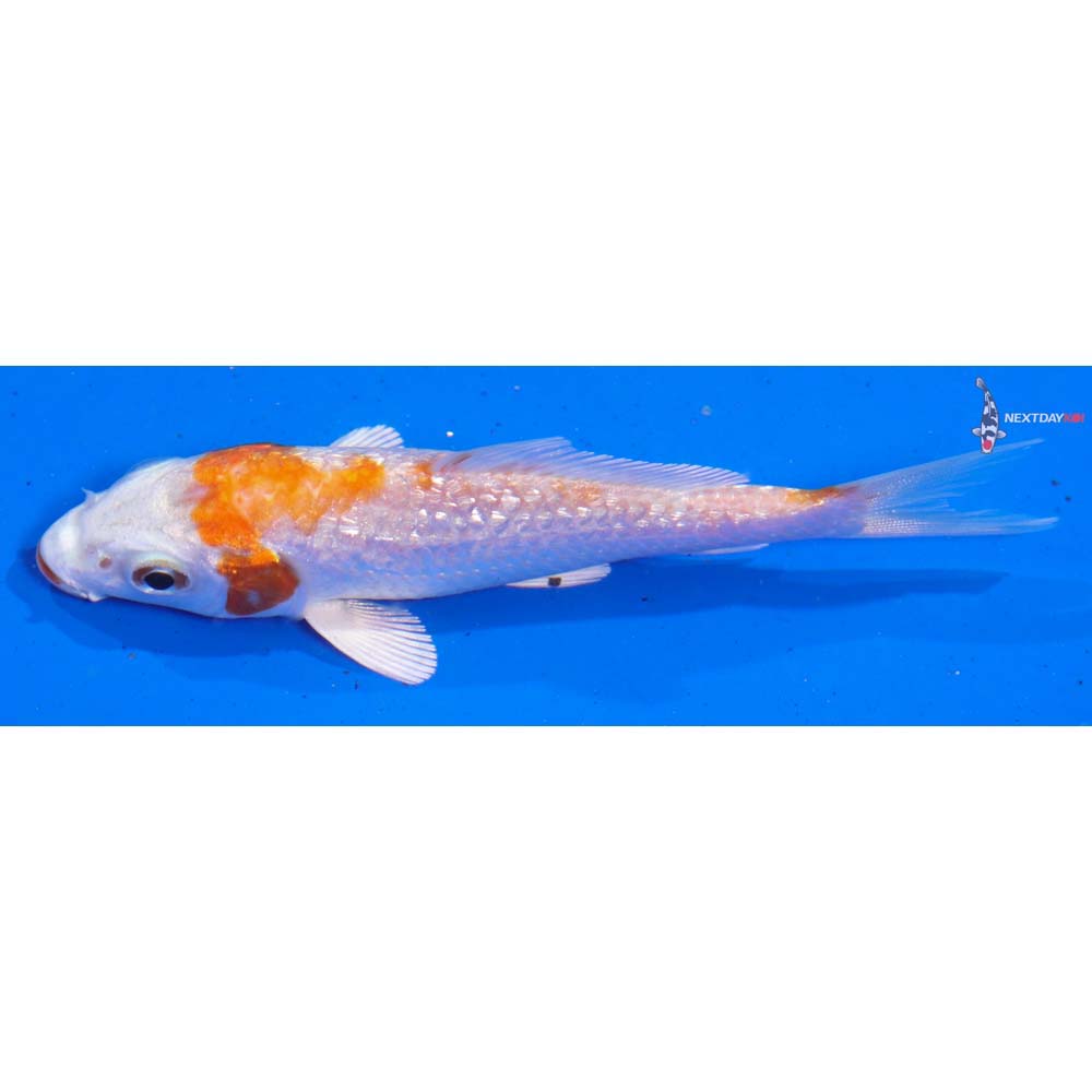 3.5” Imported Gin Rin Hariwake