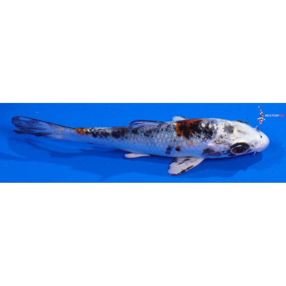 3.5” Imported Yamato Nishiki