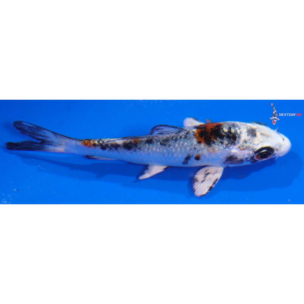 3.5” Imported Yamato Nishiki