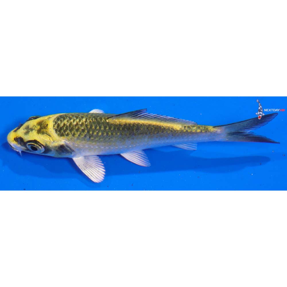 4” Imported Kujaku