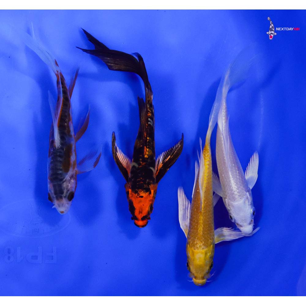Lot of (4) 4-5" Imported Assorted Butterfly Koi