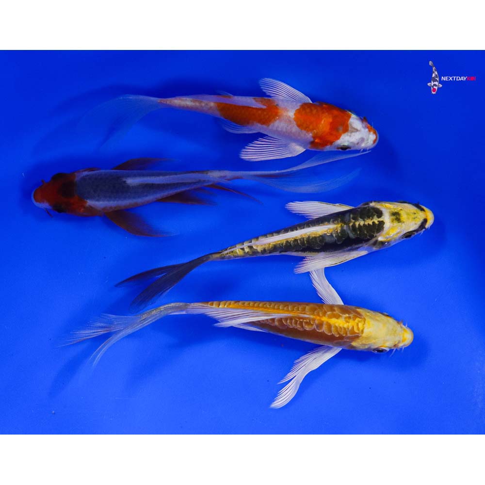 Lot of (4) 4-5" Imported Assorted Butterfly Koi