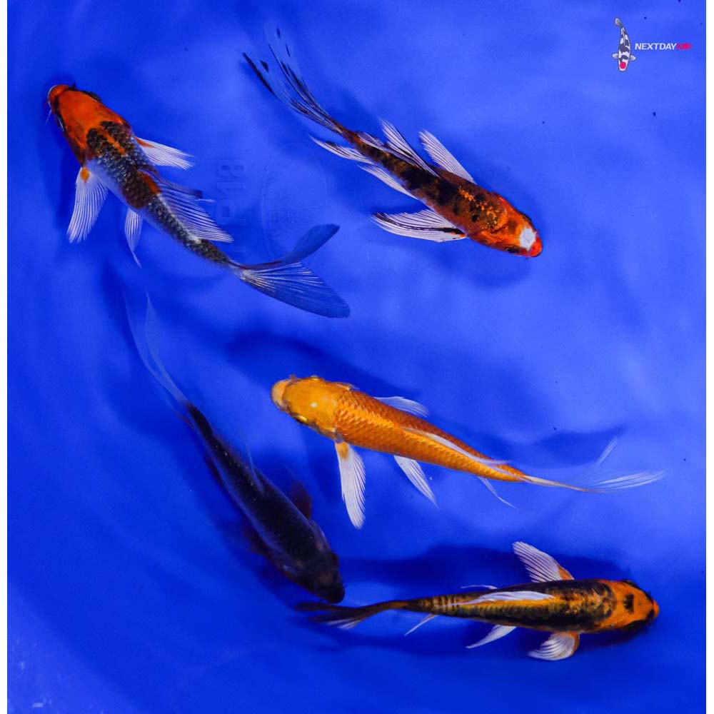 Lot of (5) 4-5" Imported Assorted Butterfly Koi