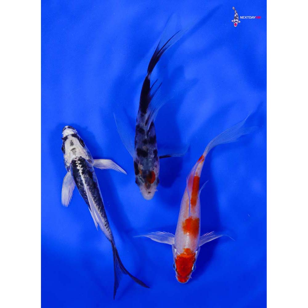 Lot of (3) 4-5" Imported Assorted Butterfly Koi