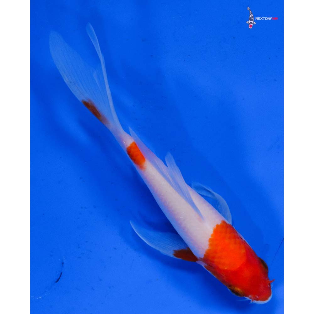 4.5” Imported Kohaku Butterfly Koi