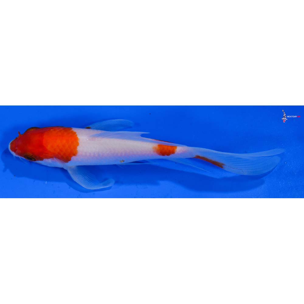 4.5” Imported Kohaku Butterfly Koi
