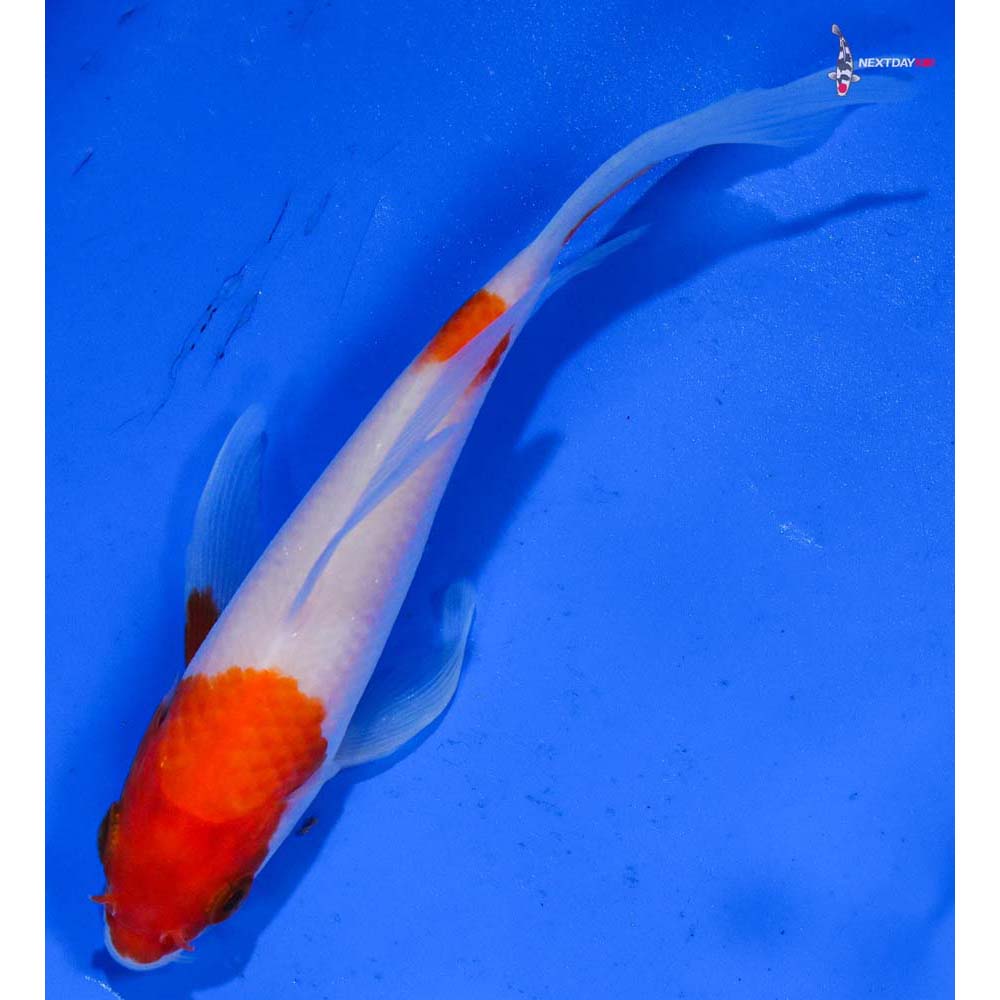 4.5” Imported Kohaku Butterfly Koi