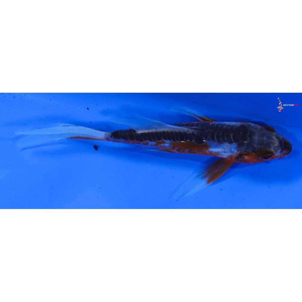 4” Imported Shusui Butterfly Koi