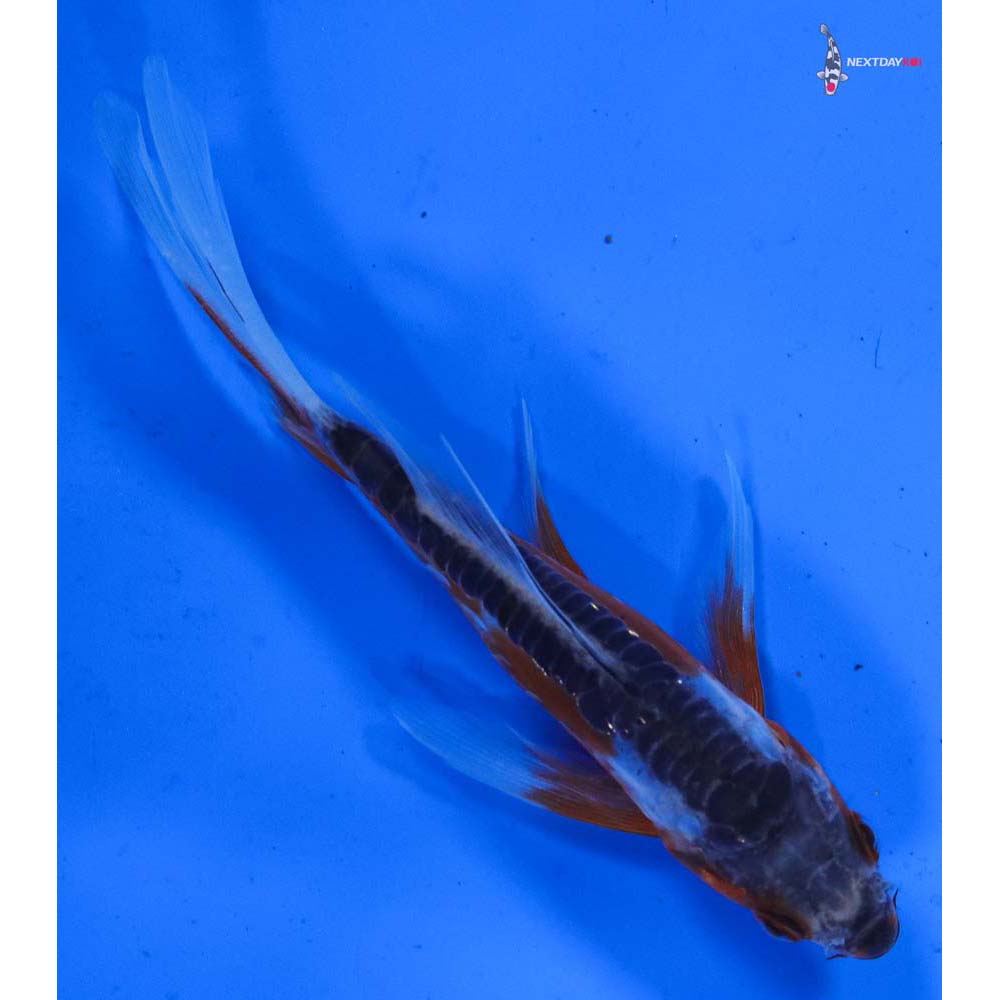 4” Imported Shusui Butterfly Koi