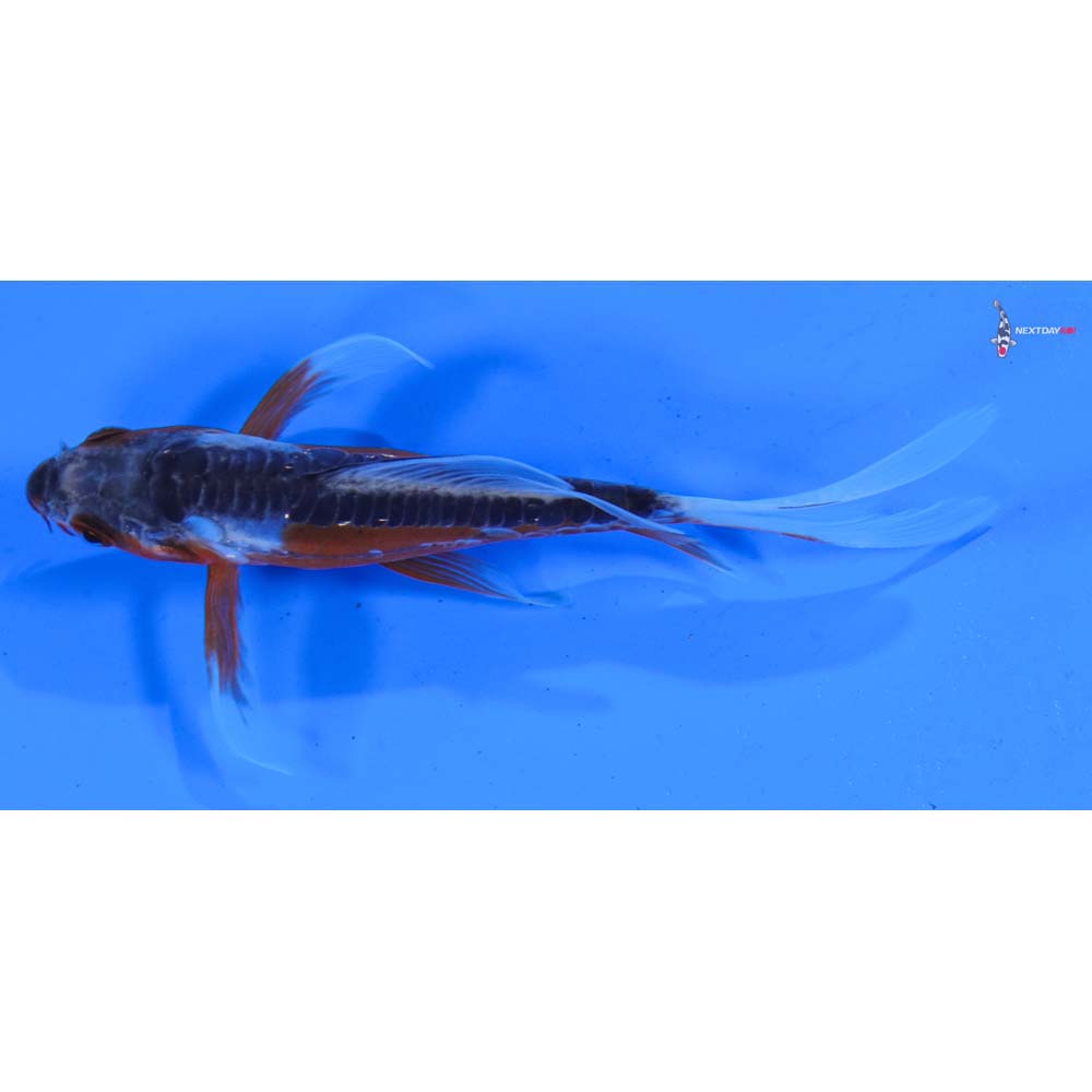 4” Imported Shusui Butterfly Koi
