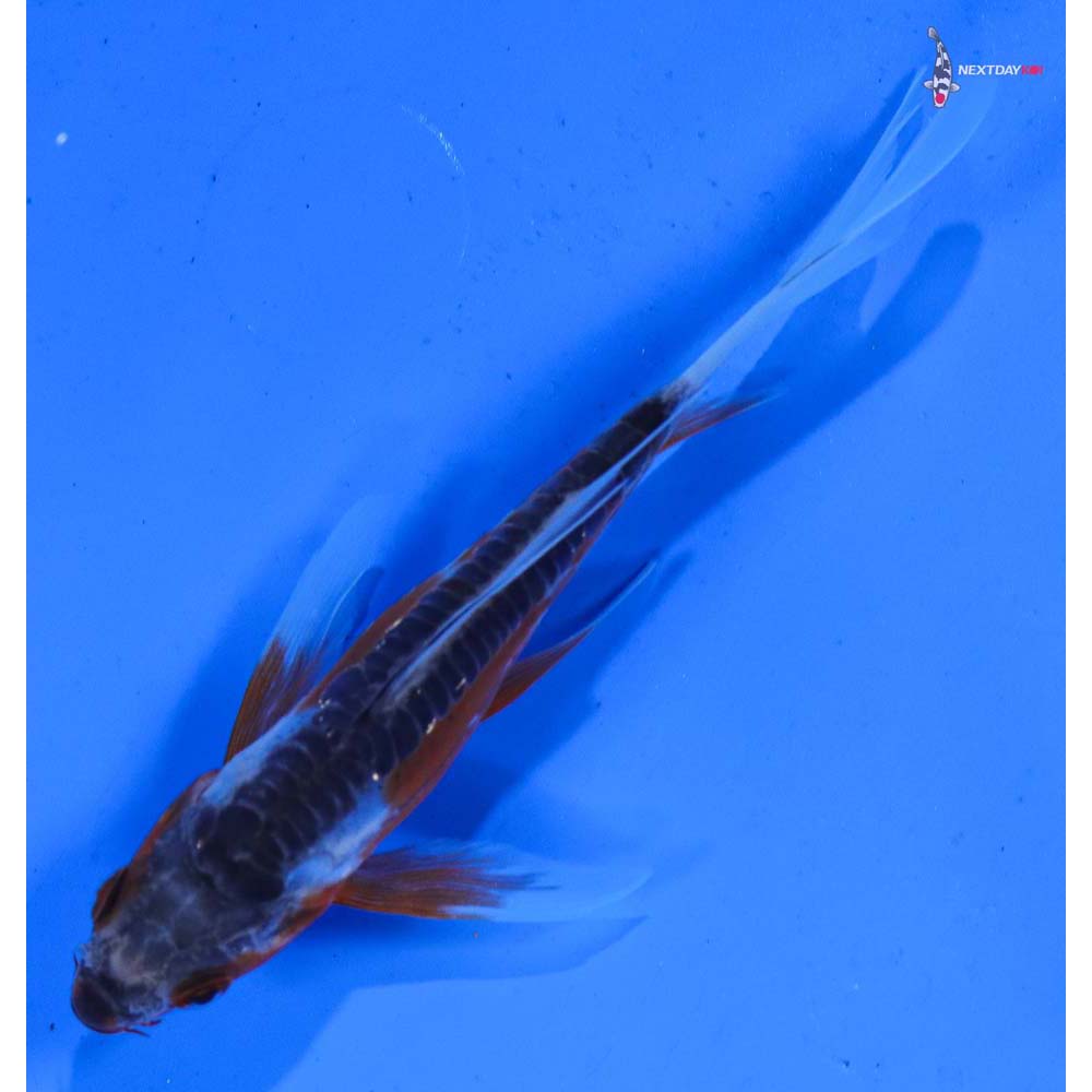 4” Imported Shusui Butterfly Koi