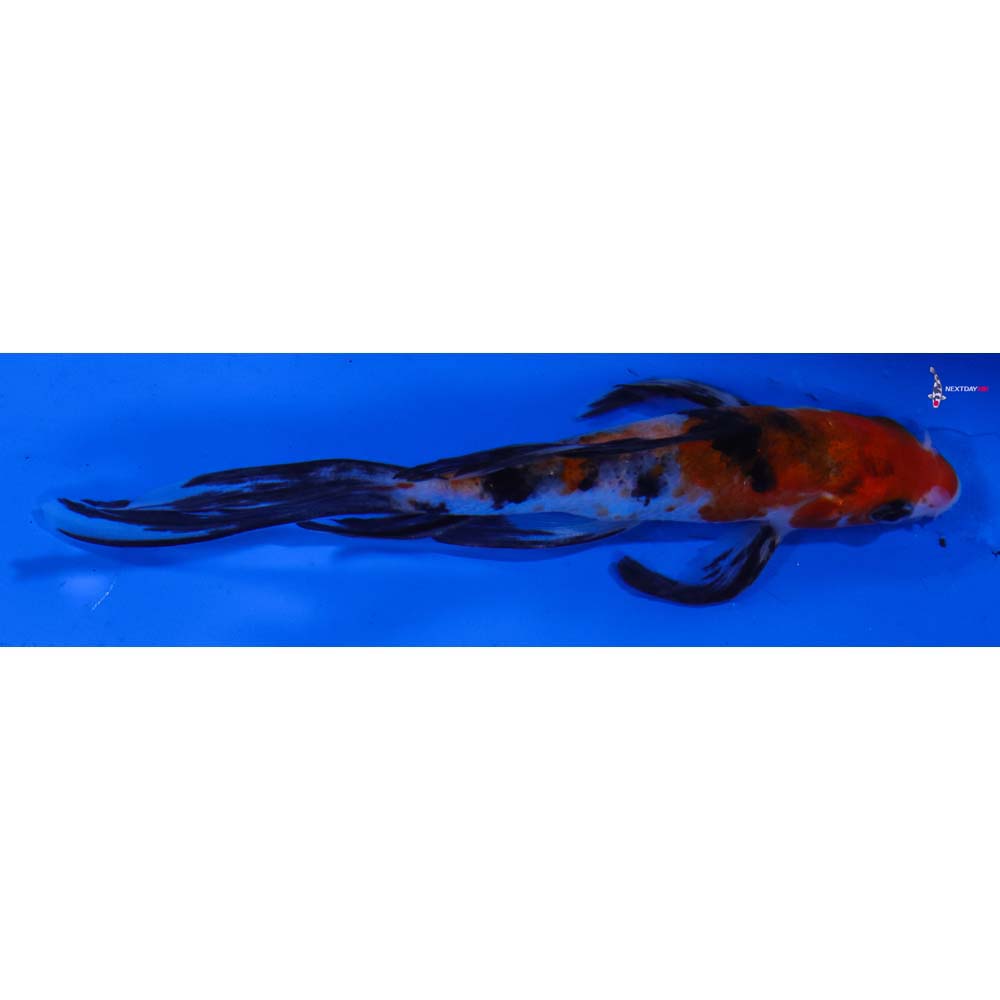 5” Imported Sanke Butterfly Koi