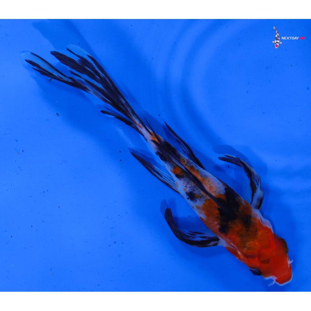 5” Imported Sanke Butterfly Koi