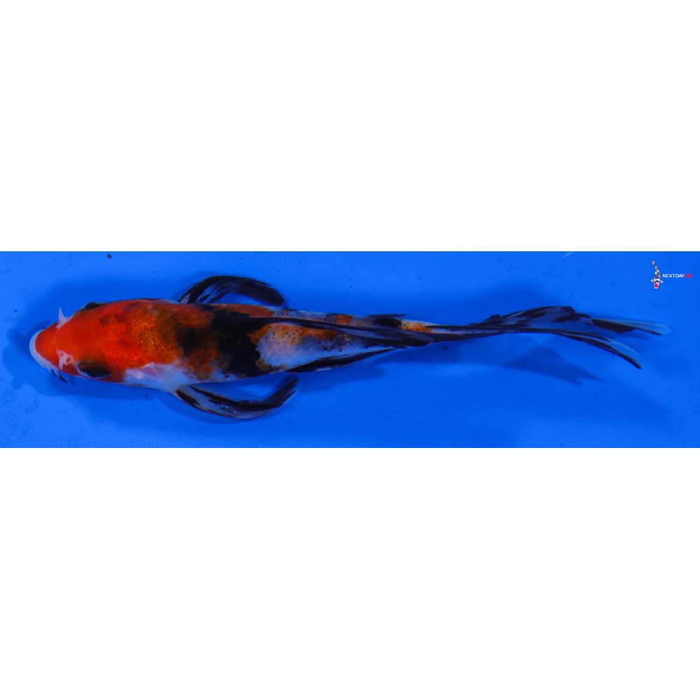 5” Imported Sanke Butterfly Koi
