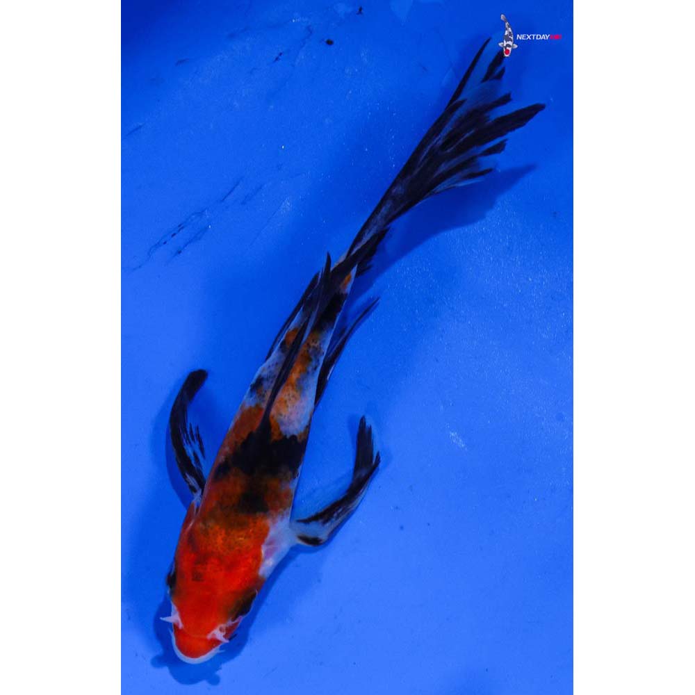 5” Imported Sanke Butterfly Koi
