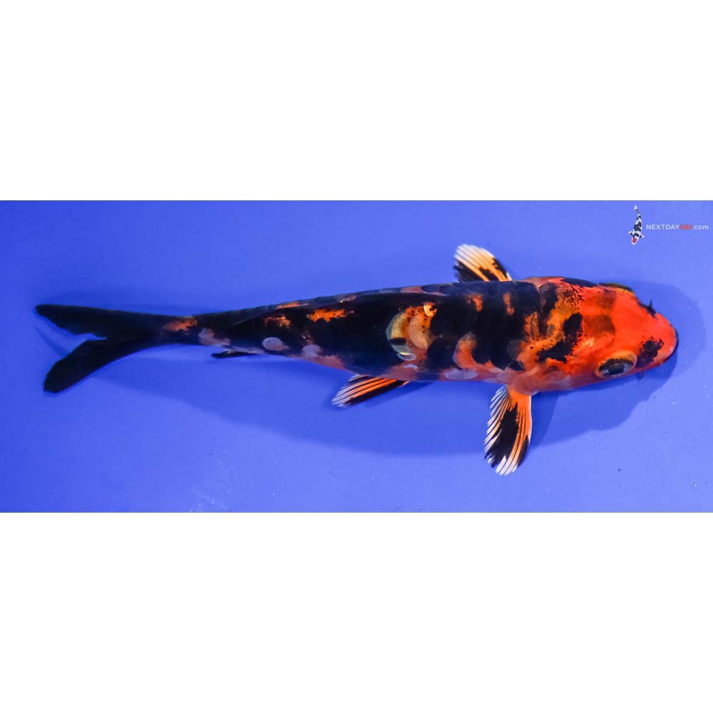 4” Imported Armor Scaled Kin Aka Bekko