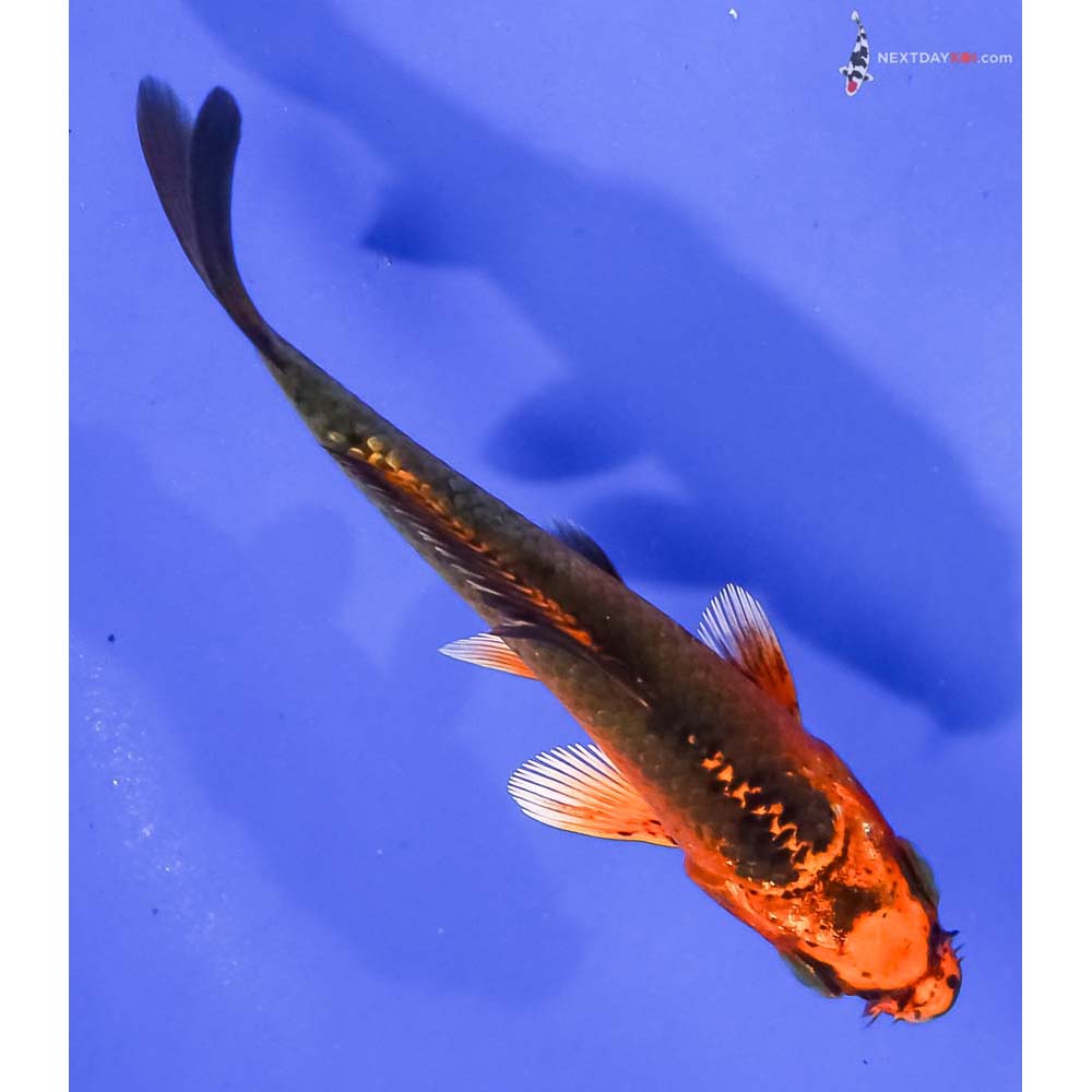 4” Imported Orenji Matsuba