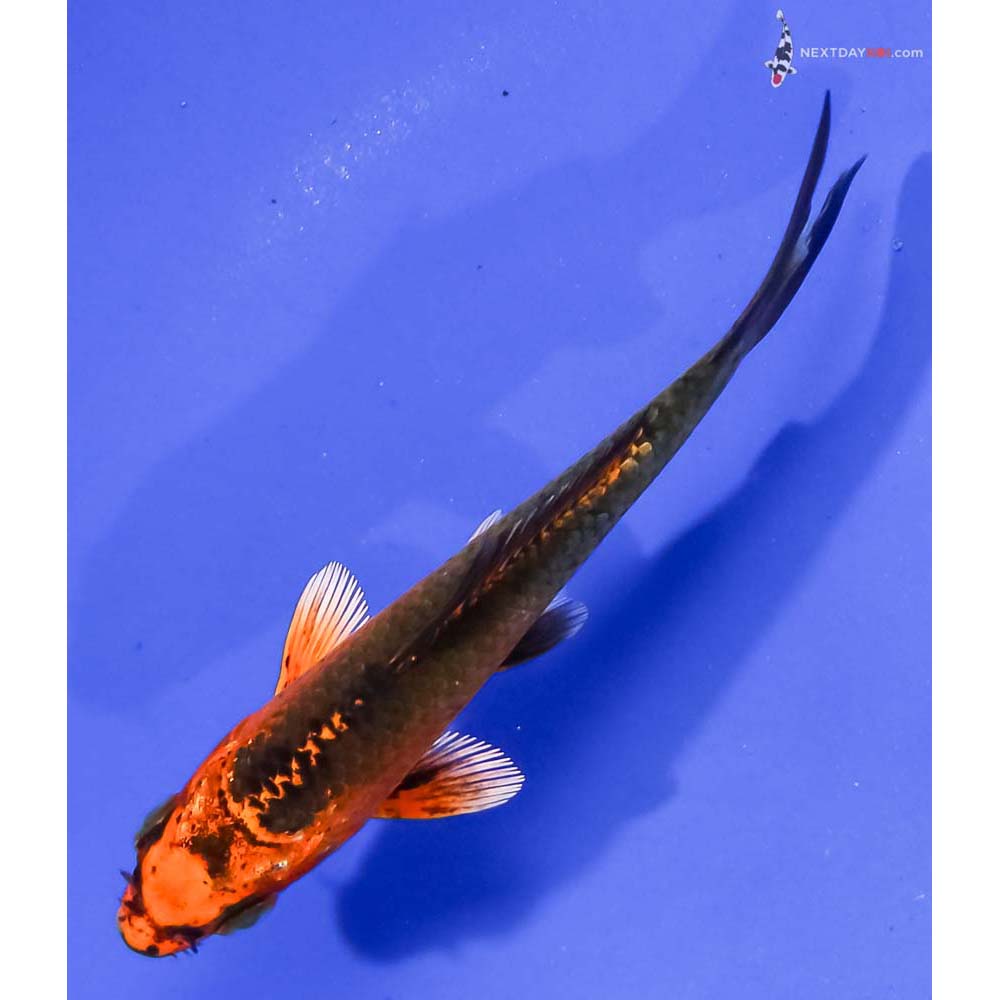 4” Imported Orenji Matsuba