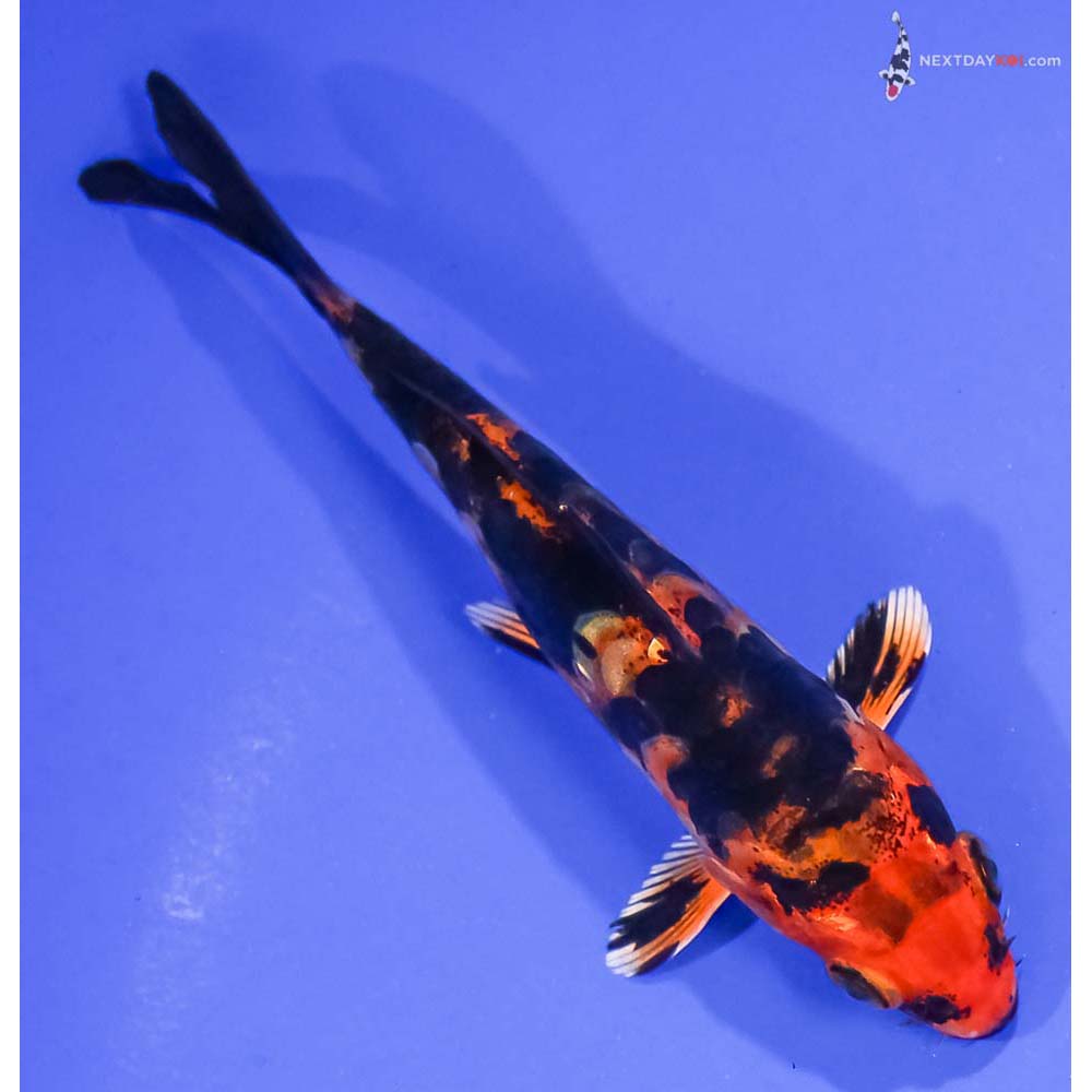 4” Imported Armor Scaled Kin Aka Bekko