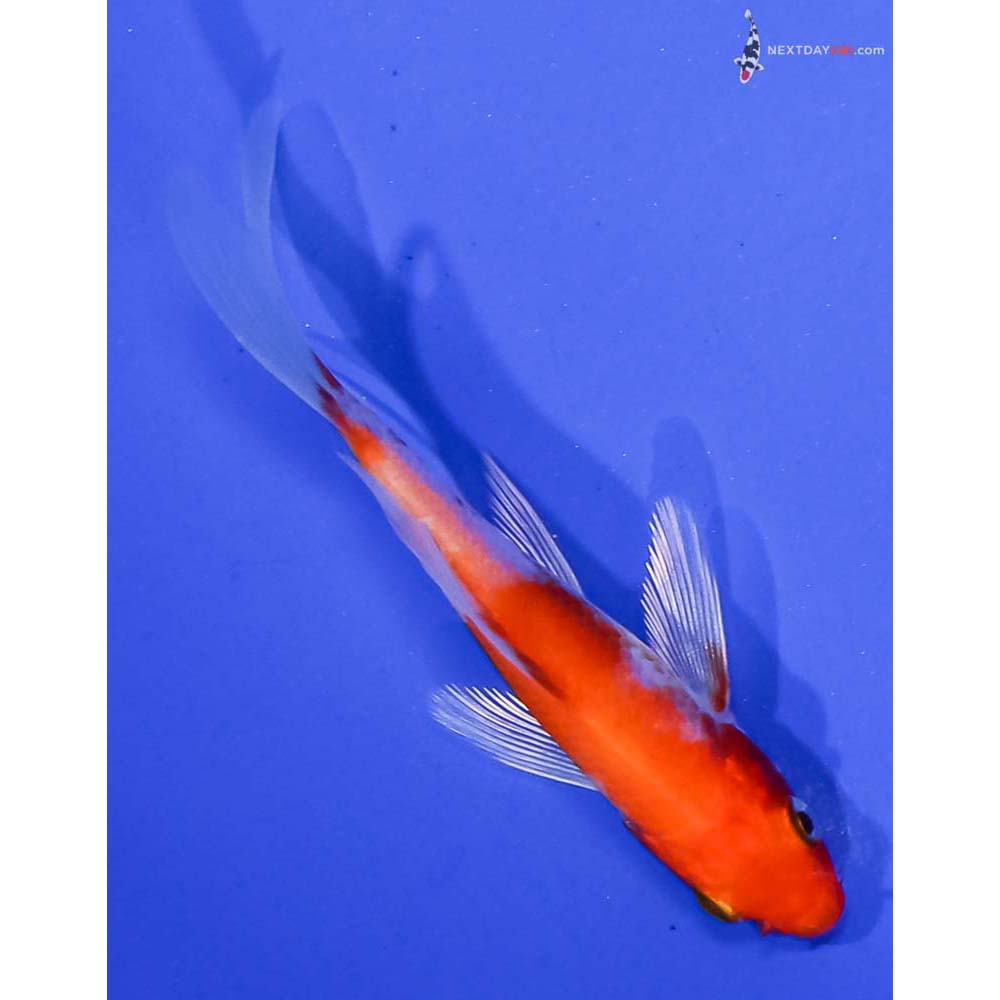 3.5” Imported Hariwake Butterfly Koi