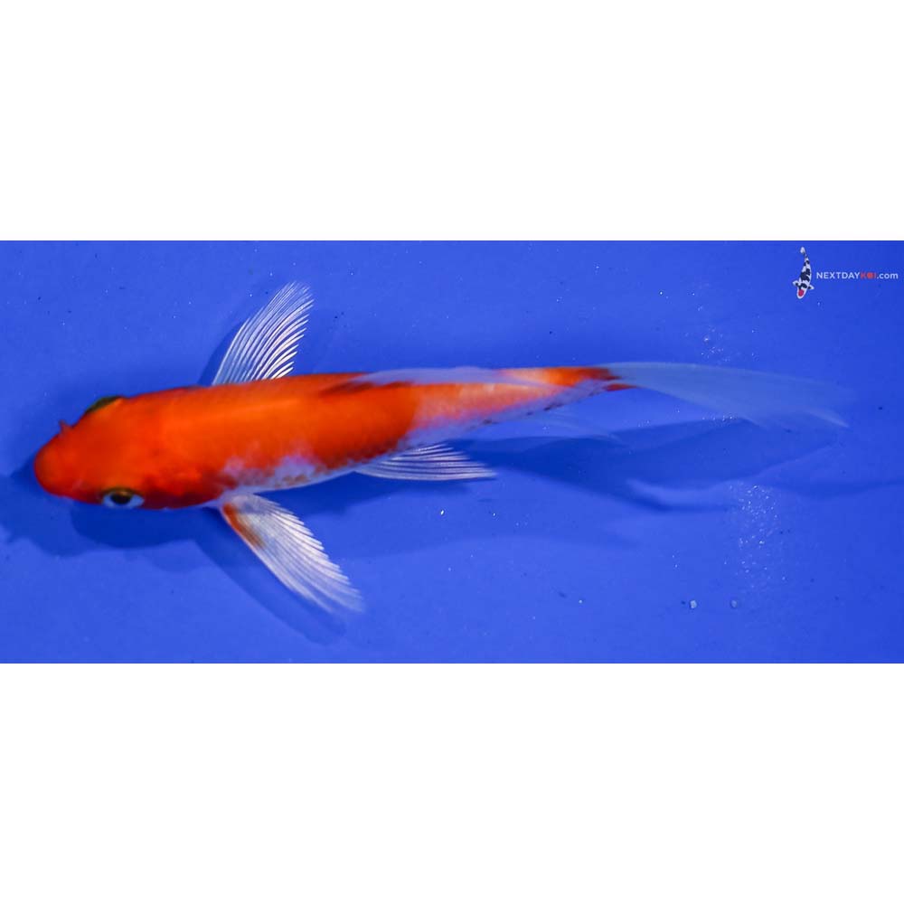 3.5” Imported Hariwake Butterfly Koi