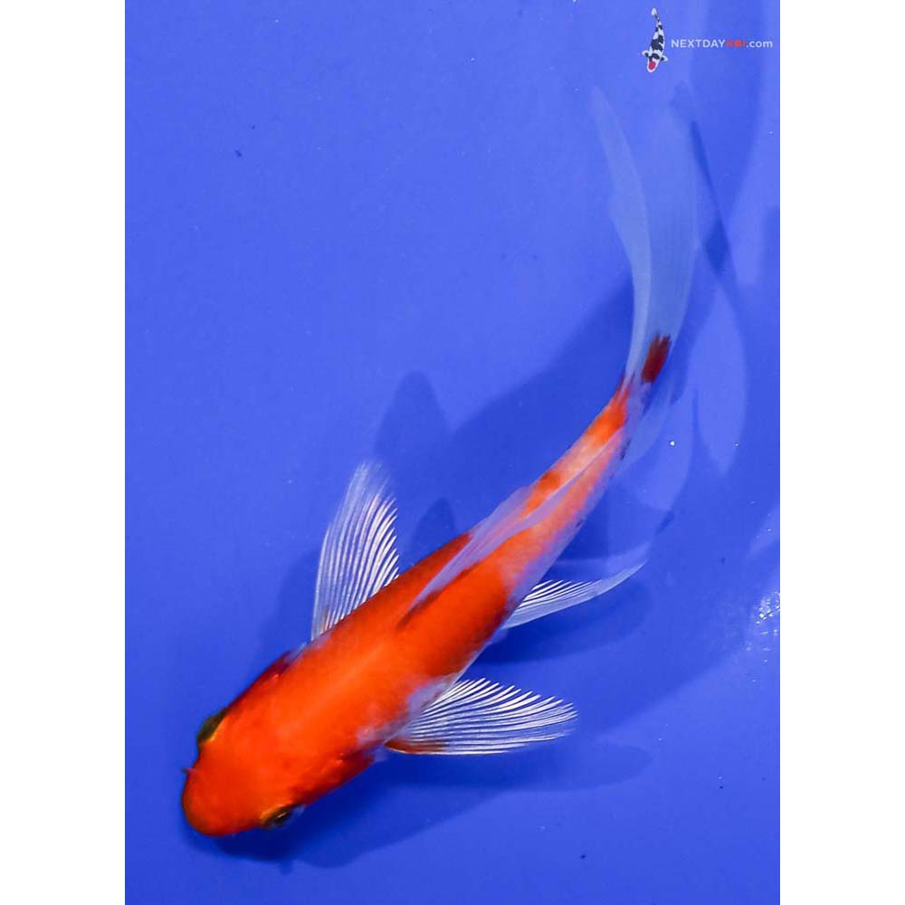3.5” Imported Hariwake Butterfly Koi